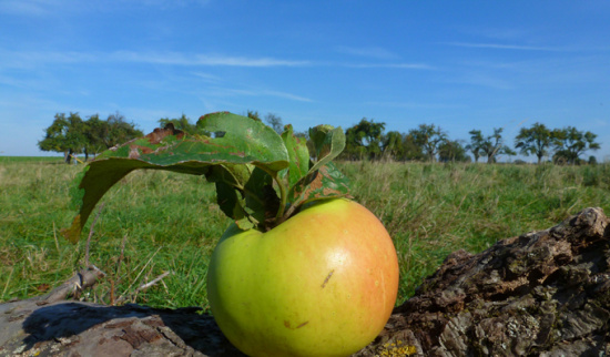 Bringen Sie ihre Äpfel zum Bestimmen mit. Foto: Daniela Dunger