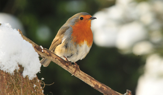 Foto: Reimund Francke