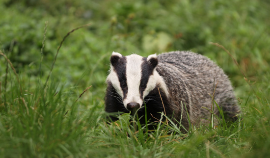 Dachs Foto: Jan Piecha