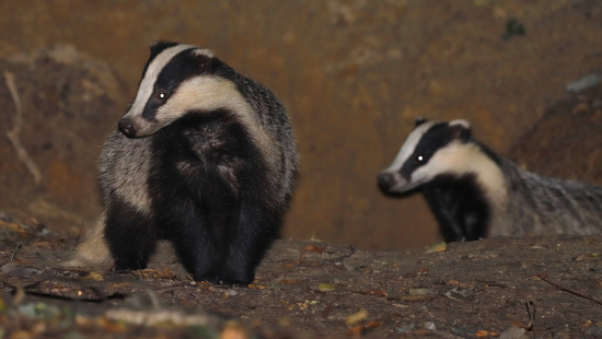 Dachs Foto: Sven Möhring